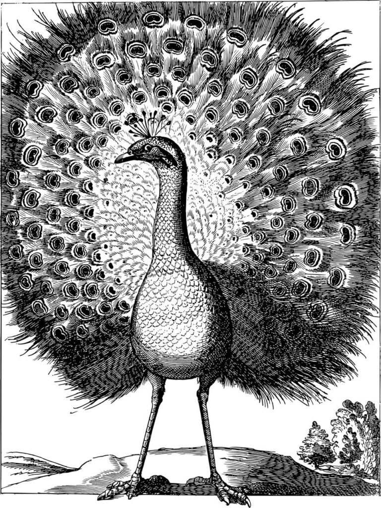 10+ Best Peacock Sketches & Peacock Pencil Drawings
