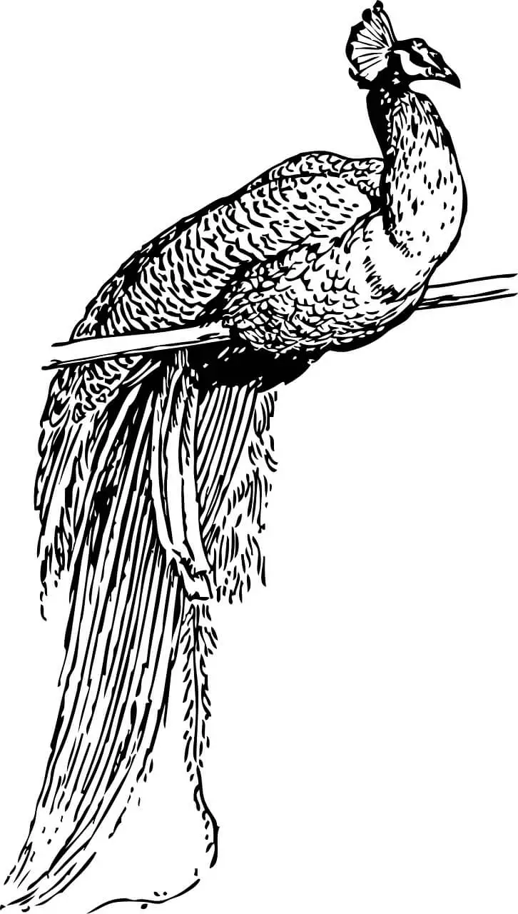 Peacock pencil sketch on a branch