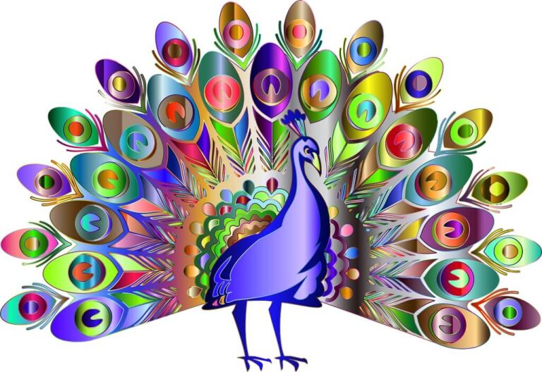 50+ Best Peacock Drawings - Realistic, Easy, Simple & Color