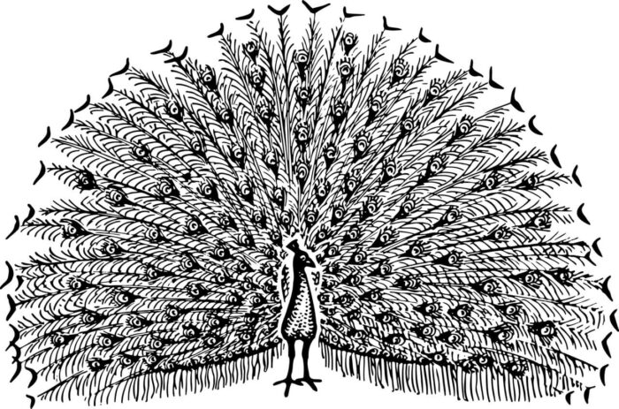 10 Best Peacock Sketches Peacock Pencil Drawings