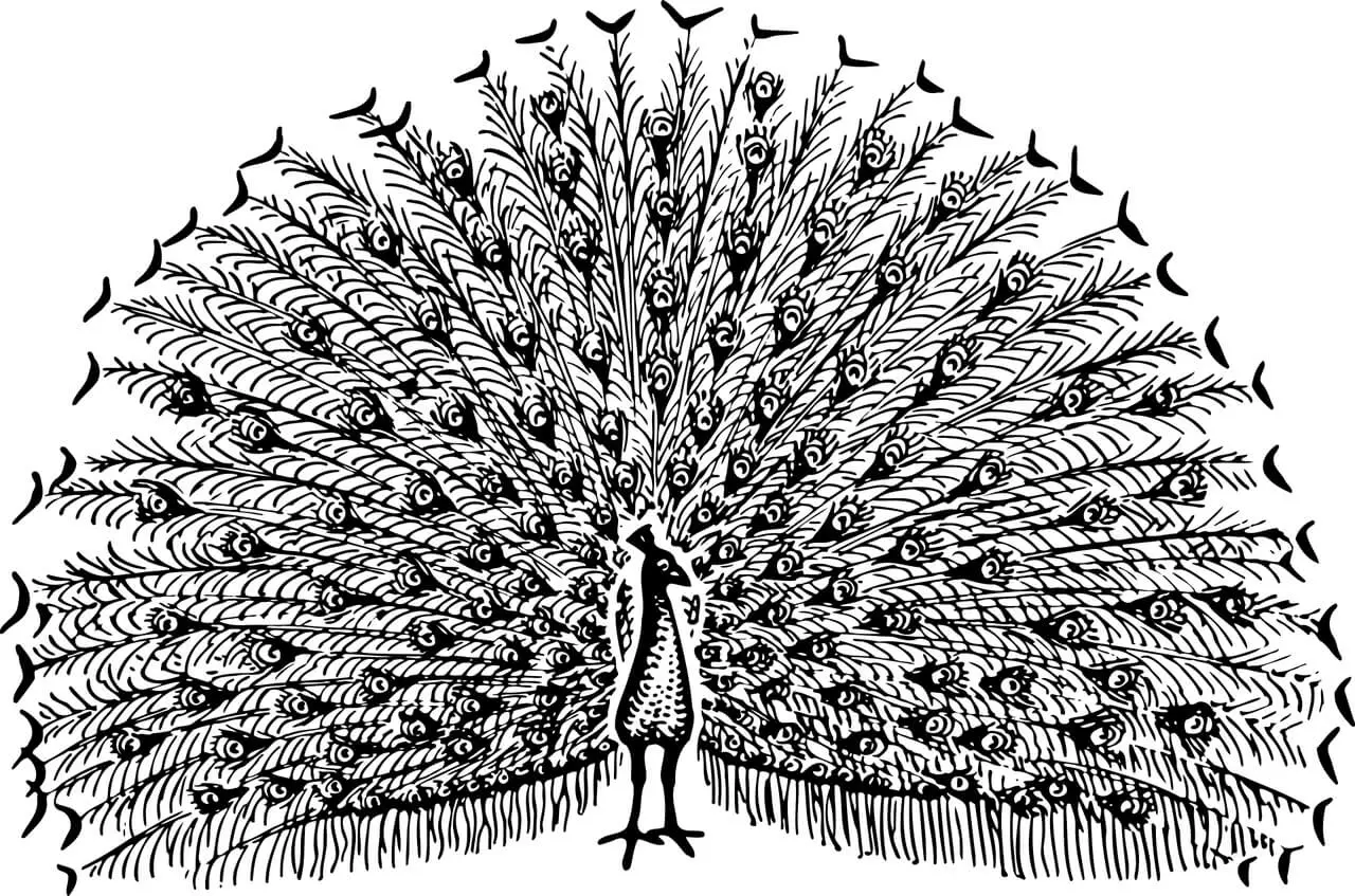Peacock sketch with wild feathers
