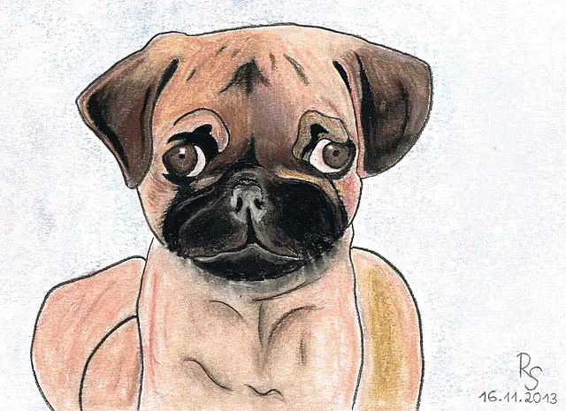 Pug dog pastel drawing