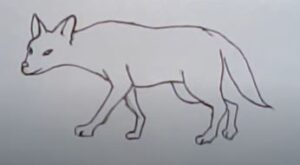 Quick jackal drawing