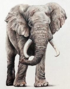 Realistic elephant colored pencils