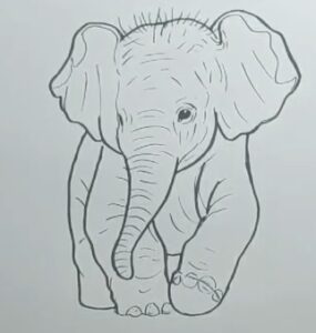 Realistic easy baby elephant drawing