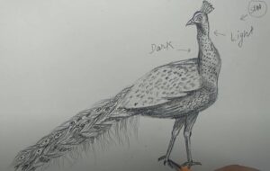Realistic peacock pencil drawing