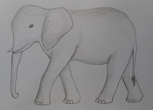 Simple grey elephant drawing