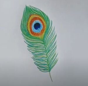 Simple peacock feather color pencils