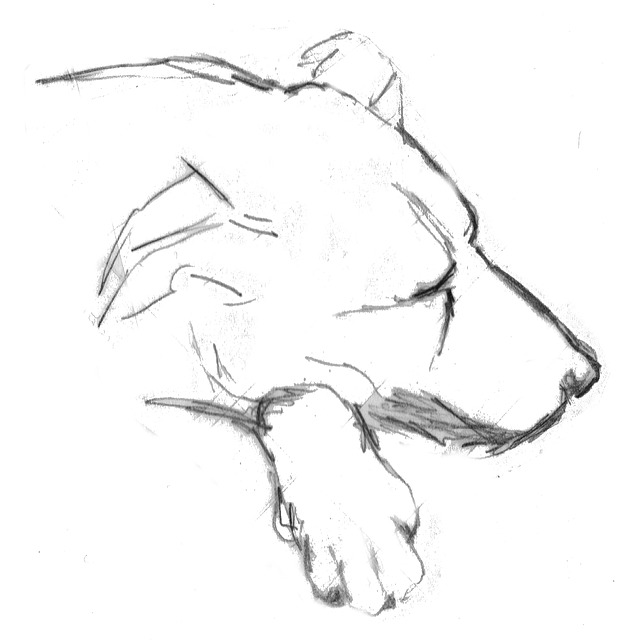 Sketch drawing of dog sleeping